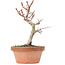 Acer palmatum Kotohime, 21,5 cm, ± 20 ans