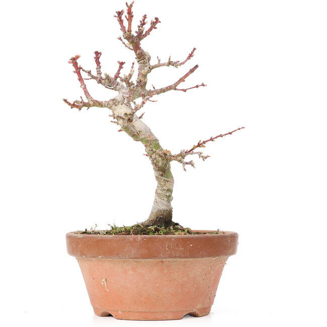 Acer palmatum Kotohime, 21,5 cm, ± 20 anni