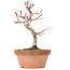 Acer palmatum Kotohime, 21,5 cm, ± 20 ans