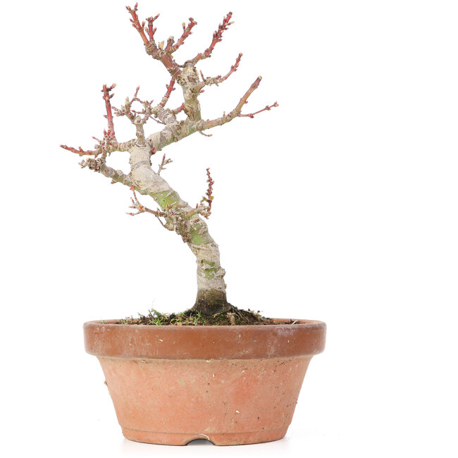 Acer palmatum Kotohime, 21,5 cm, ± 20 jaar oud