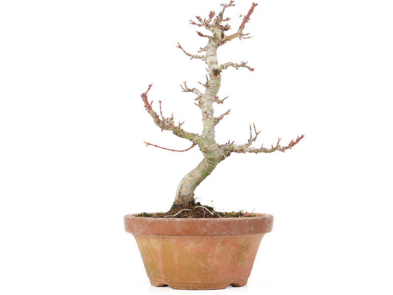 Acer palmatum Kotohime, 21,5 cm, ± 20 jaar oud