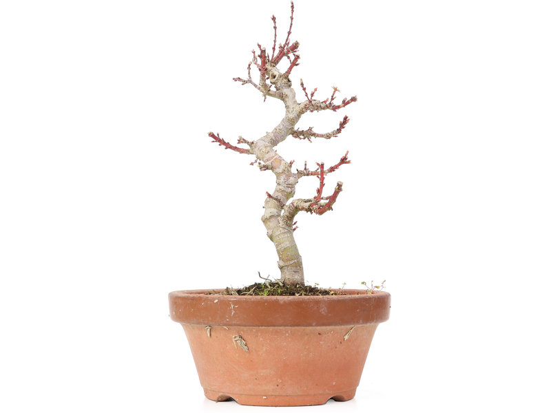 Acer palmatum Kotohime, 23 cm, ± 20 Jahre alt