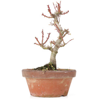 Acer palmatum Kotohime, 20 cm, ± 20 Jahre alt