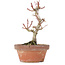 Acer palmatum Kotohime, 20 cm, ± 20 ans