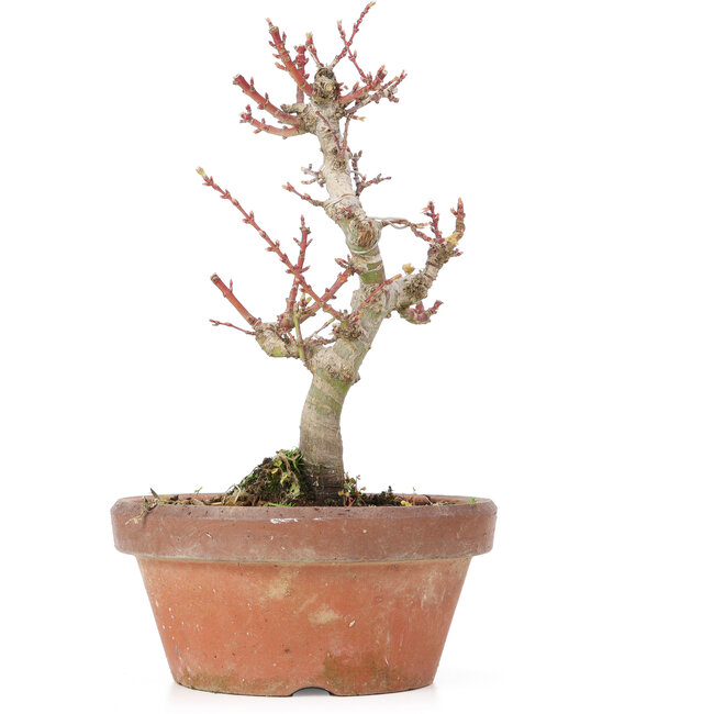 Acer palmatum Kotohime, 20 cm, ± 20 jaar oud