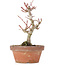 Acer palmatum Kotohime, 20 cm, ± 20 Jahre alt