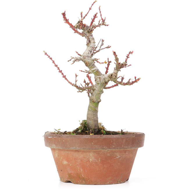 Acer palmatum Kotohime, 20 cm, ± 20 Jahre alt