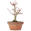 Acer palmatum Kotohime, 20 cm, ± 20 ans