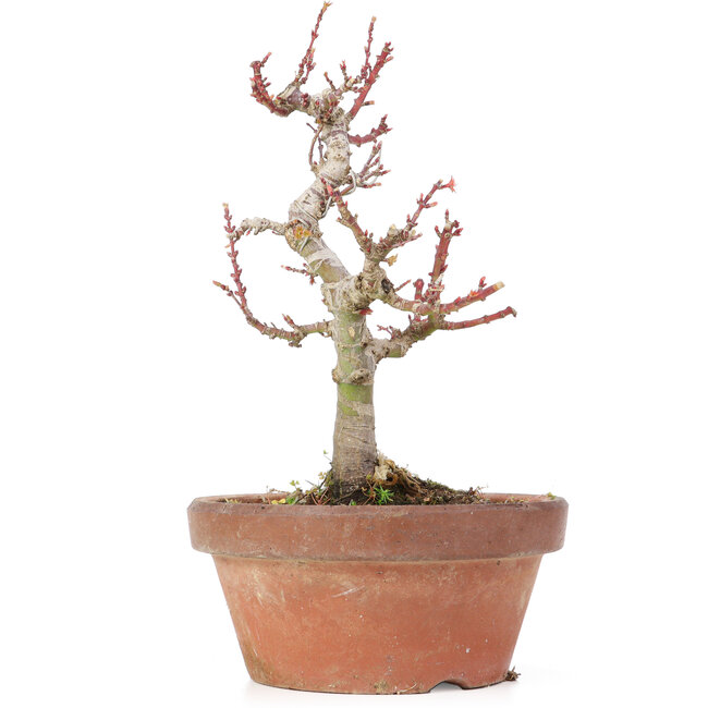 Acer palmatum Kotohime, 20 cm, ± 20 years old