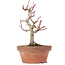 Acer palmatum Kotohime, 20 cm, ± 20 ans