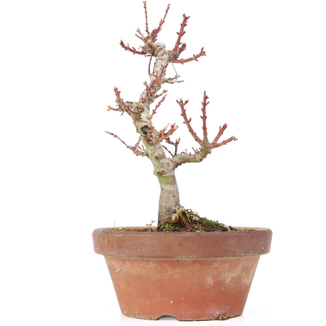 Acer palmatum Kotohime, 20 cm, ± 20 anni