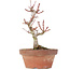 Acer palmatum Kotohime, 20 cm, ± 20 ans