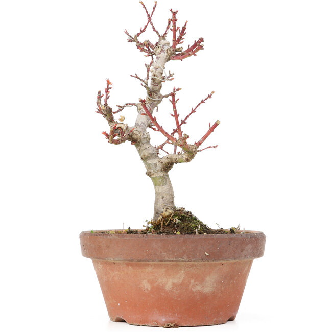 Acer palmatum Kotohime, 20 cm, ± 20 ans