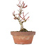 Acer palmatum Kotohime, 20 cm, ± 20 ans