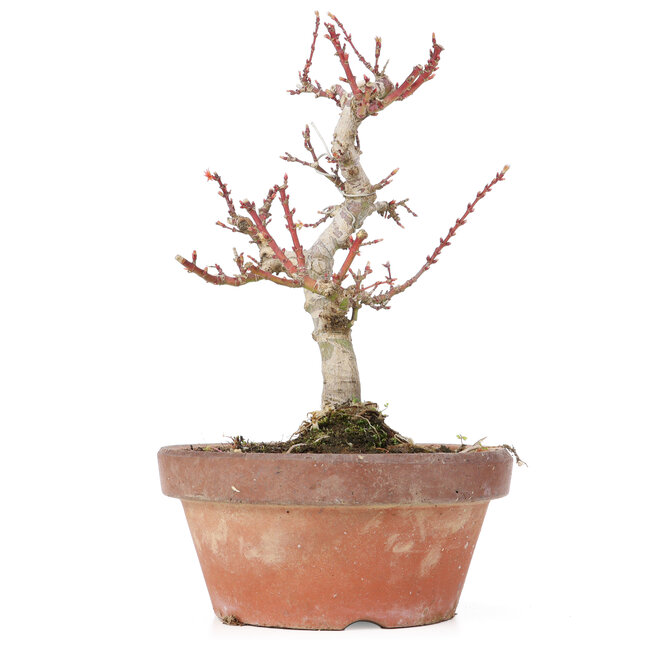 Acer palmatum Kotohime, 20 cm, ± 20 años