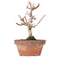 Acer palmatum Kotohime, 20 cm, ± 20 ans