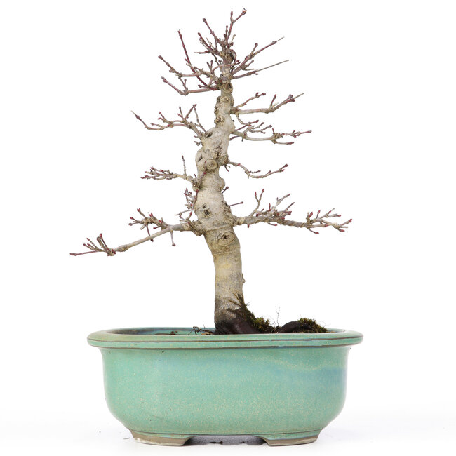Acer palmatum Deshojo, 23 cm, ± 20 Jahre alt