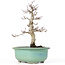 Acer palmatum Deshojo, 23 cm, ± 20 Jahre alt