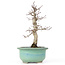 Acer palmatum Deshojo, 23 cm, ± 20 Jahre alt