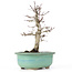 Acer palmatum Deshojo, 23 cm, ± 20 anni