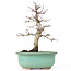 Acer palmatum Deshojo, 23 cm, ± 20 anni