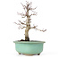 Acer palmatum Deshojo, 23 cm, ± 20 Jahre alt