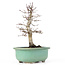 Acer palmatum Deshojo, 23 cm, ± 20 anni