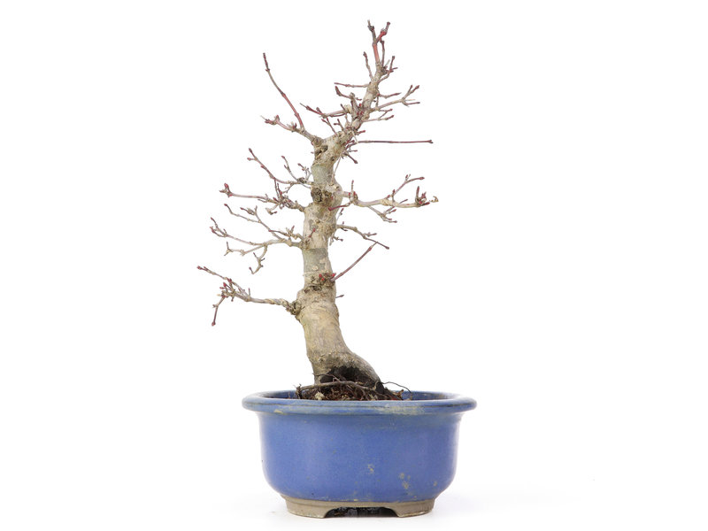 Acer palmatum Deshojo, 25,5 cm, ± 20 jaar oud