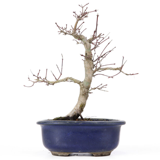 Acer palmatum Deshojo, 24 cm, ± 20 anni