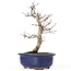 Acer palmatum Deshojo, 24 cm, ± 20 anni