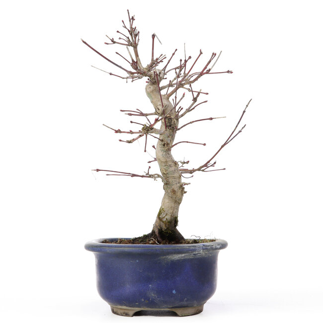 Acer palmatum Deshojo, 24 cm, ± 20 jaar oud