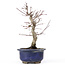 Acer palmatum Deshojo, 24 cm, ± 20 ans