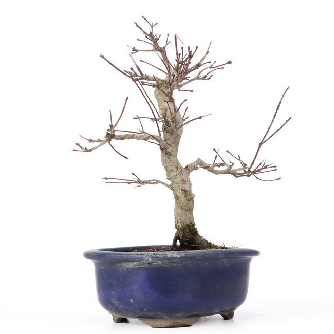Acer palmatum Deshojo, 24 cm, ± 20 jaar oud