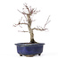 Acer palmatum Deshojo, 24 cm, ± 20 ans