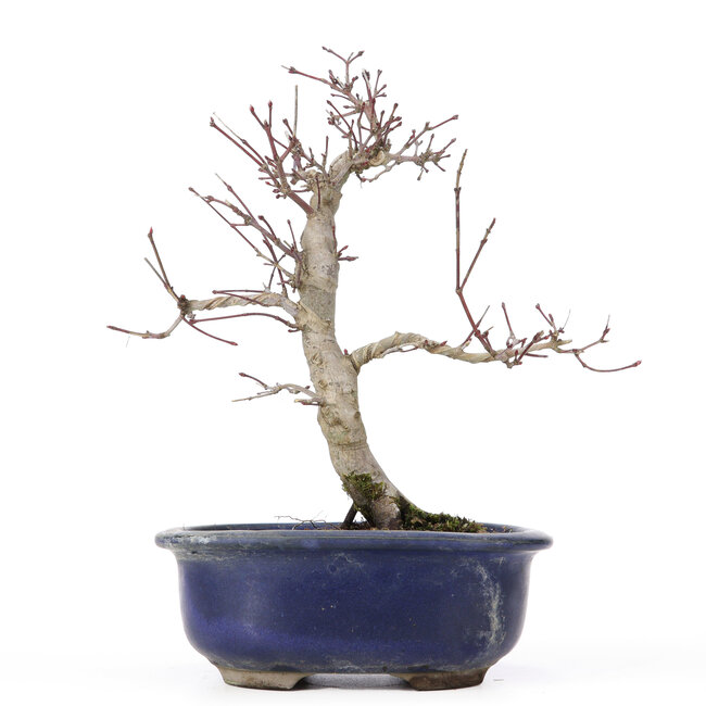 Acer palmatum Deshojo, 24 cm, ± 20 Jahre alt