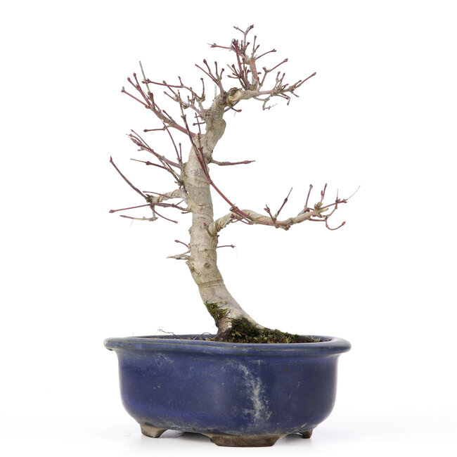 Acer palmatum Deshojo, 24 cm, ± 20 jaar oud