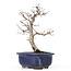 Acer palmatum Deshojo, 24 cm, ± 20 ans