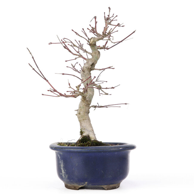 Acer palmatum Deshojo, 24 cm, ± 20 ans