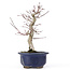 Acer palmatum Deshojo, 24 cm, ± 20 ans