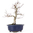 Acer palmatum Deshojo, 24 cm, ± 20 anni