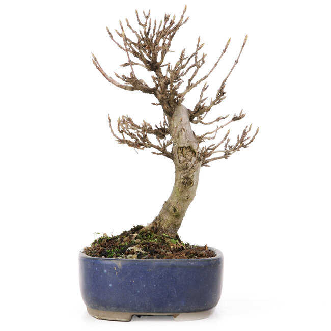 Acer buergerianum, 18 cm, ± 15 Jahre alt