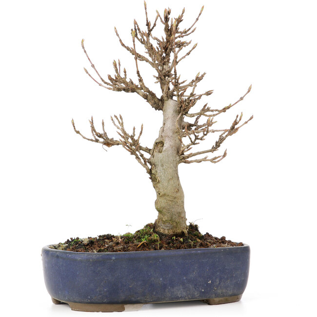 Acer buergerianum, 18 cm, ± 15 Jahre alt