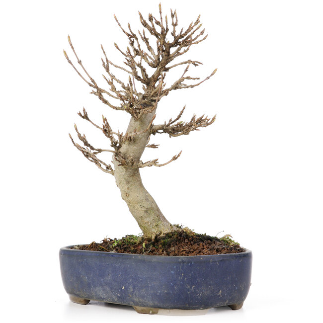 Acer buergerianum, 18 cm, ± 15 years old