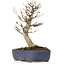 Acer buergerianum, 18 cm, ± 15 ans