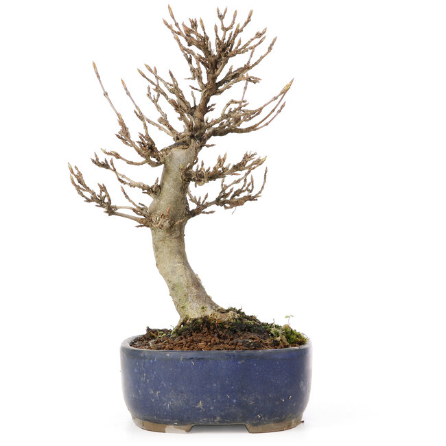 Acer buergerianum, 18 cm, ± 15 anni