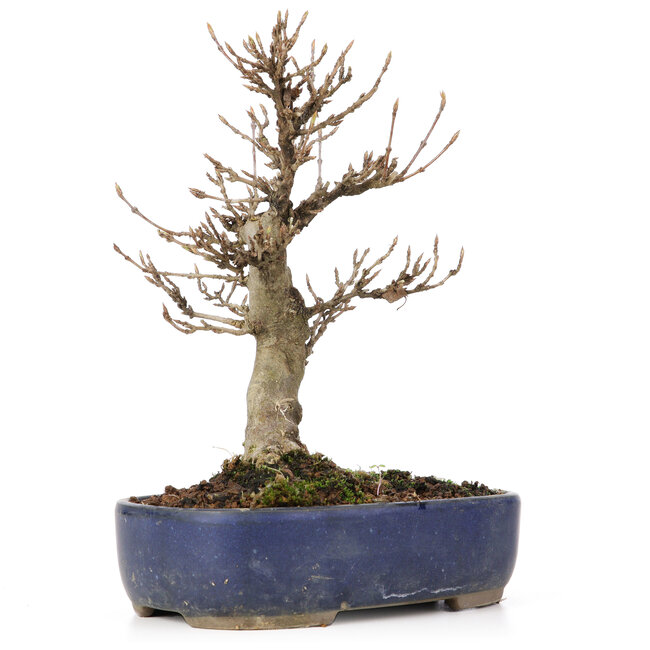 Acer buergerianum, 18 cm, ± 15 años