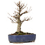 Acer buergerianum, 18 cm, ± 15 jaar oud