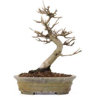 Acer buergerianum, 18 cm, ± 15 jaar oud