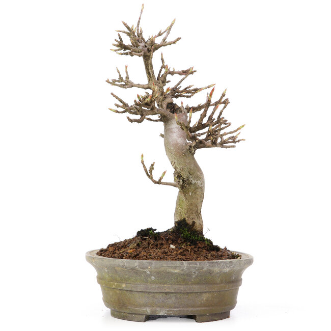 Acer buergerianum, 18 cm, ± 15 Jahre alt