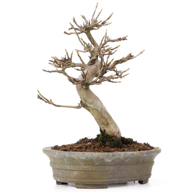 Acer buergerianum, 18 cm, ± 15 Jahre alt